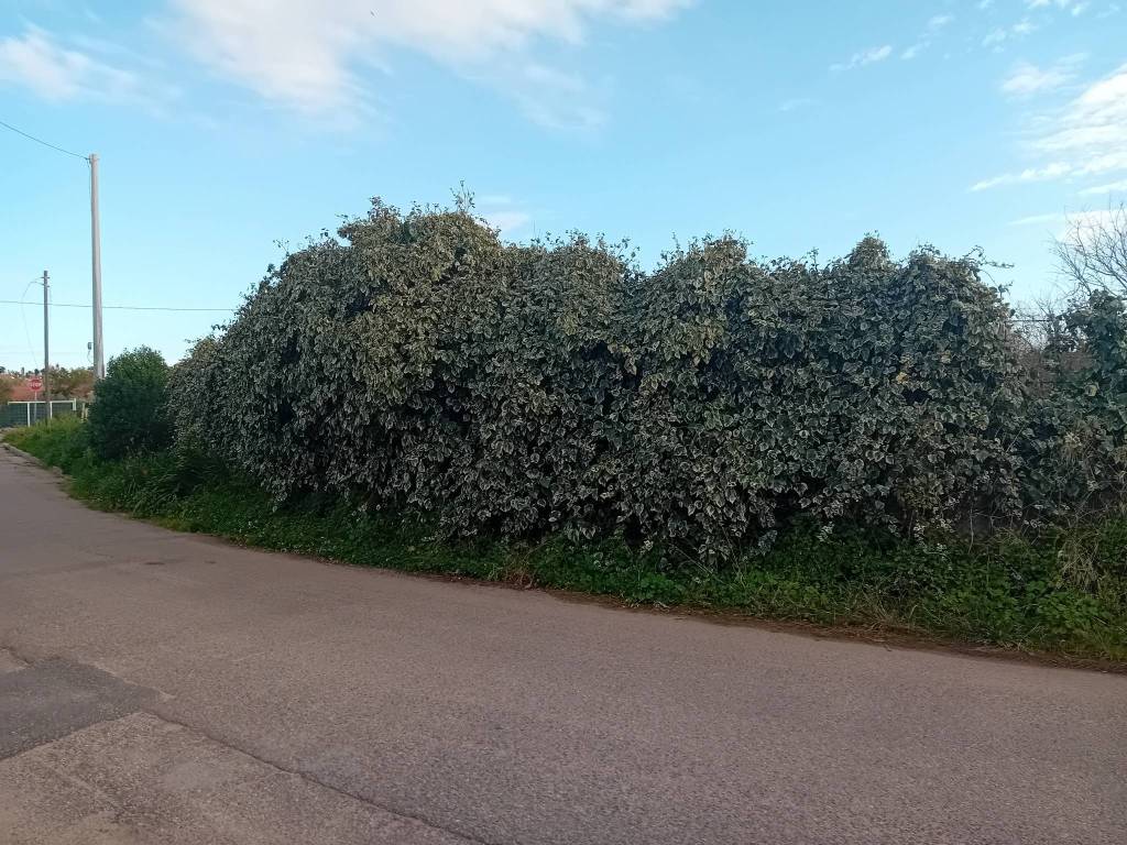Terreno a Riola sardo - Foto 4