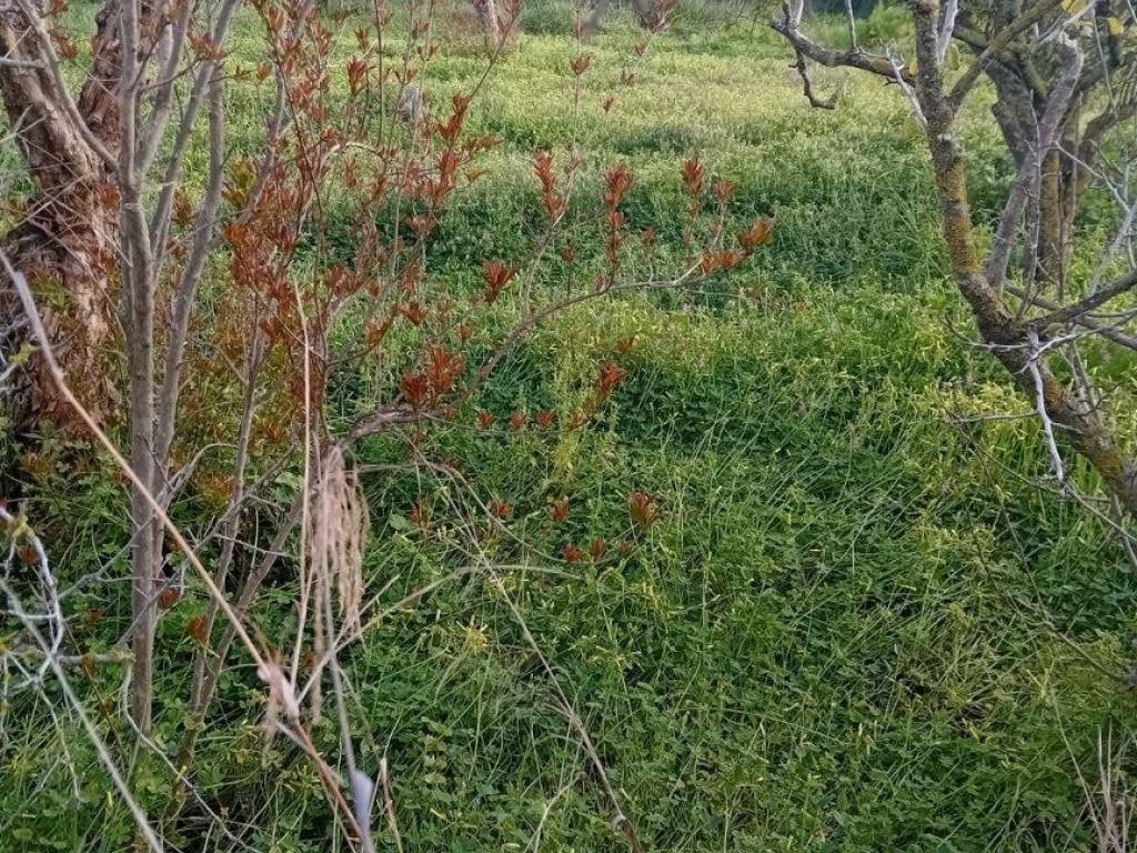 Terreno a Riola sardo - Foto 5