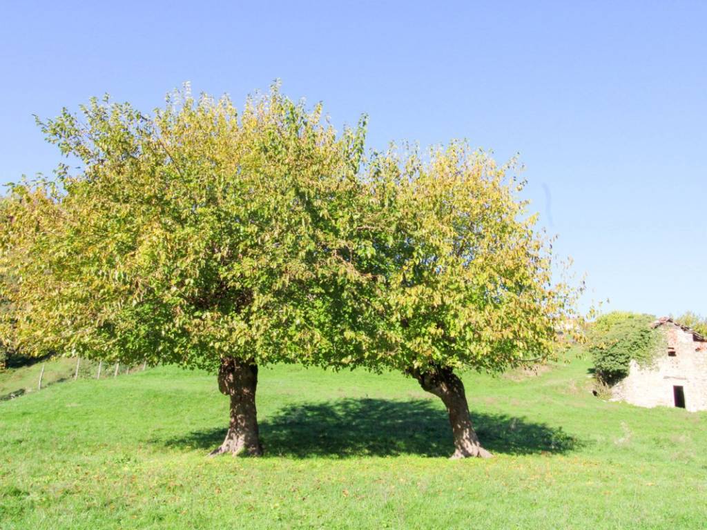 Rustico / casale a Cerano d'intelvi in Via Dizzasco , snc - Foto 3