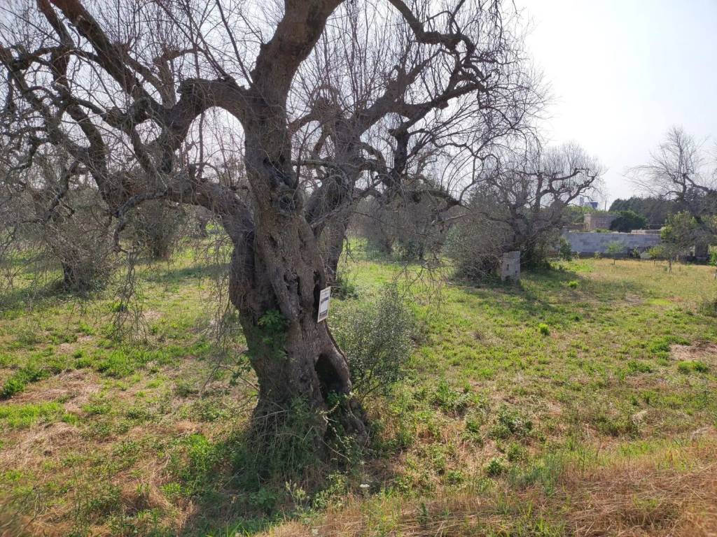 Terreno a Corigliano d'otranto in Contrada Sant'Angelo S.N.C. - Foto 2