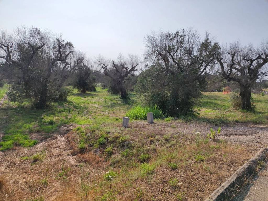 Terreno a Corigliano d'otranto in Contrada Sant'Angelo S.N.C. - Foto 3