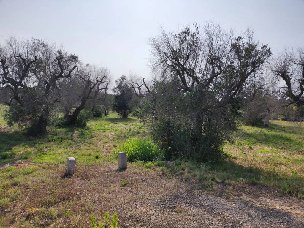 Terreno a Corigliano d'otranto in Contrada Sant'Angelo S.N.C. - Foto 4