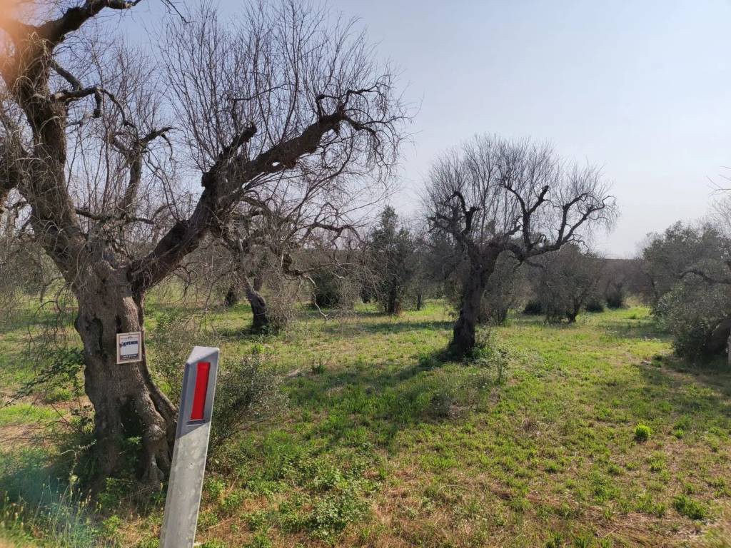 Terreno a Corigliano d'otranto in Contrada Sant'Angelo S.N.C. - Foto 5