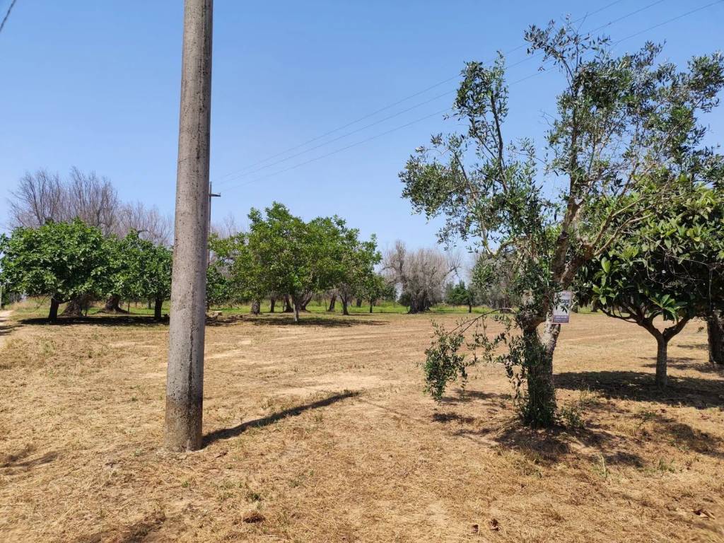 Terreno a Cutrofiano in Contrada Diana S.N.C. - Foto 3