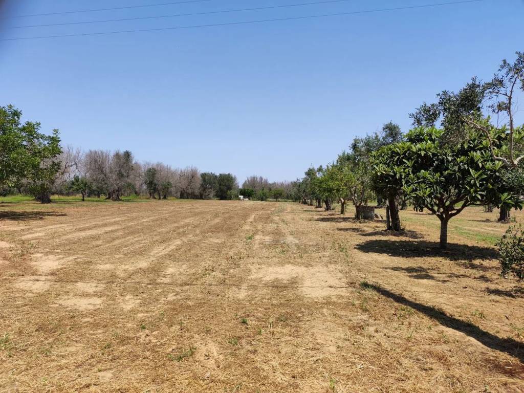 Terreno a Cutrofiano in Contrada Diana S.N.C. - Foto 4