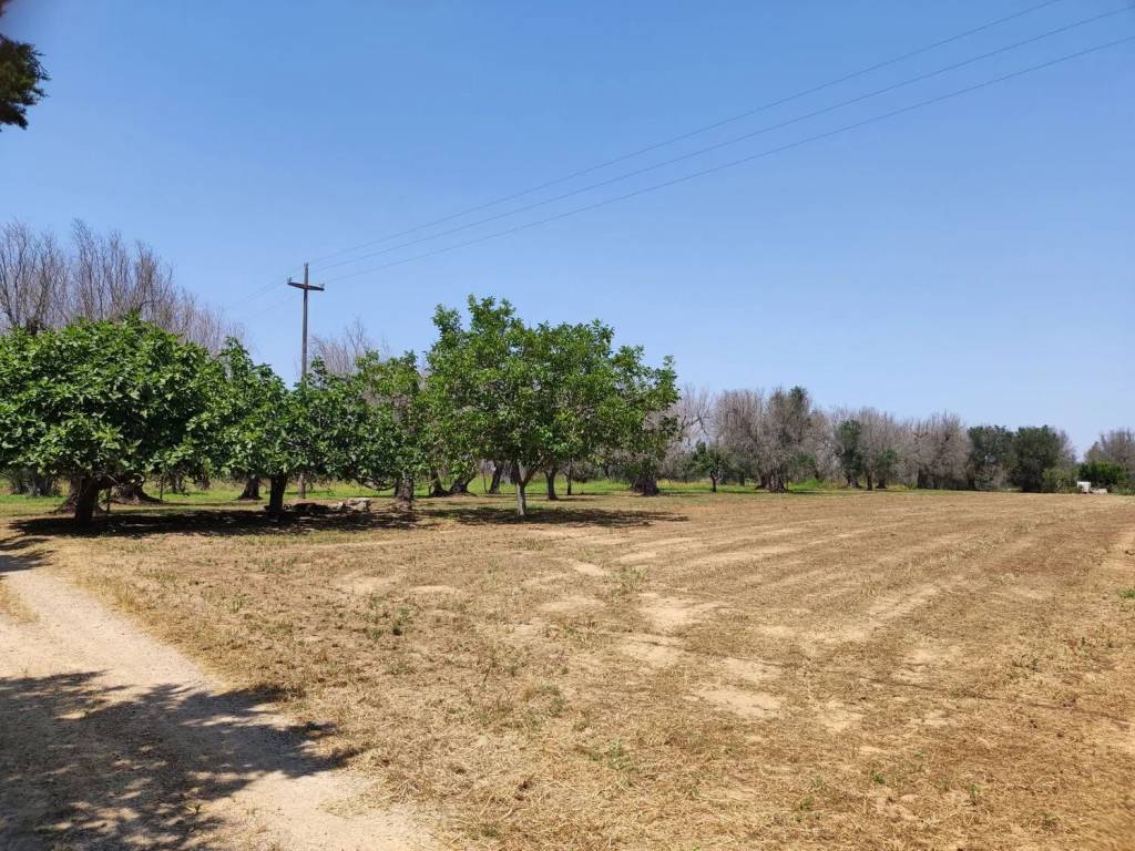 Terreno a Cutrofiano in Contrada Diana S.N.C. - Foto 5