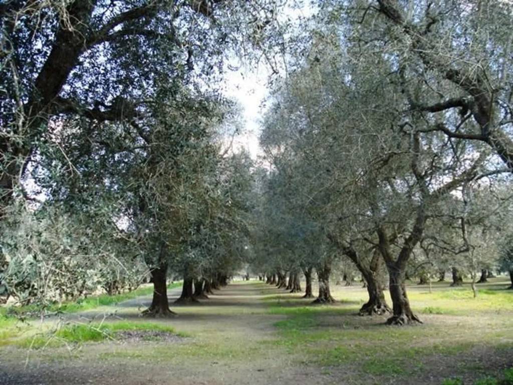 Terreno a Cutrofiano in Contrada Franche - Foto 3