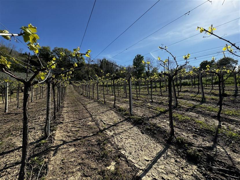 Terreno a San vito chietino in Contrada Bufara - Foto 2