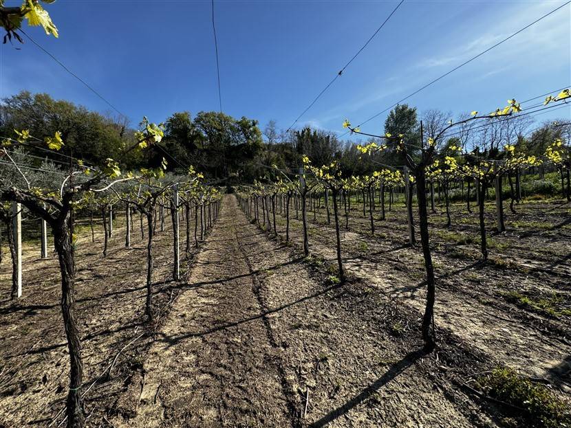 Terreno a San vito chietino in Contrada Bufara - Foto 3