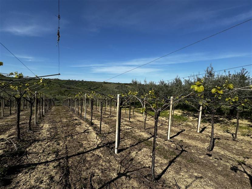 Terreno a San vito chietino in Contrada Bufara - Foto 4