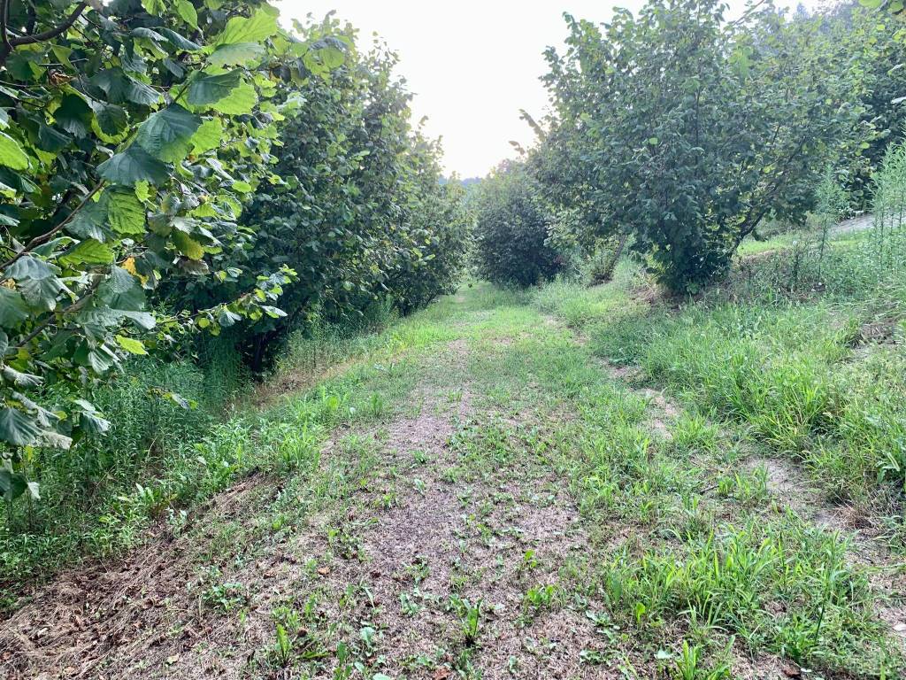 Terreno a Dogliani in Borgata Pianezzo - Foto 2