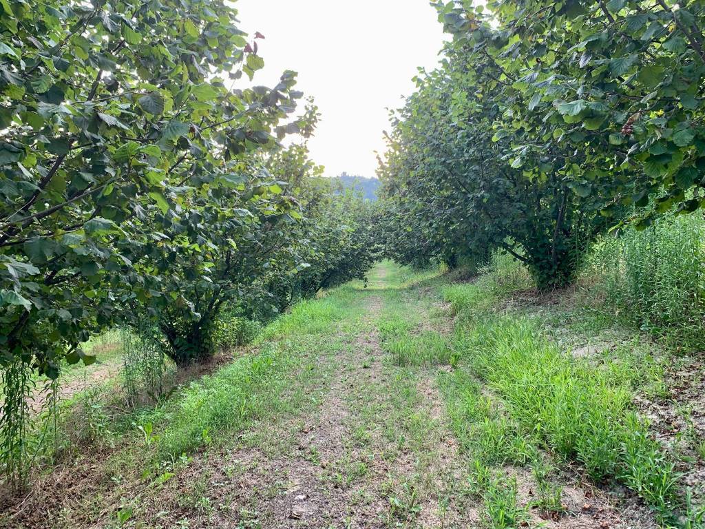 Terreno a Dogliani in Borgata Pianezzo - Foto 3