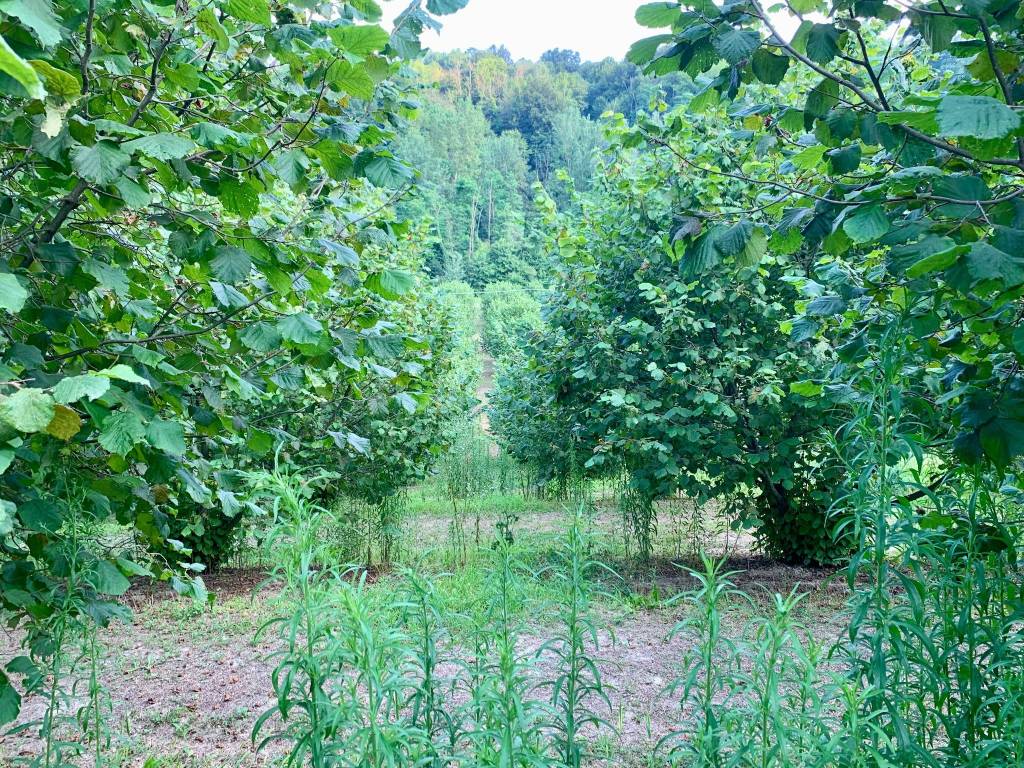Terreno a Dogliani in Borgata Pianezzo - Foto 4