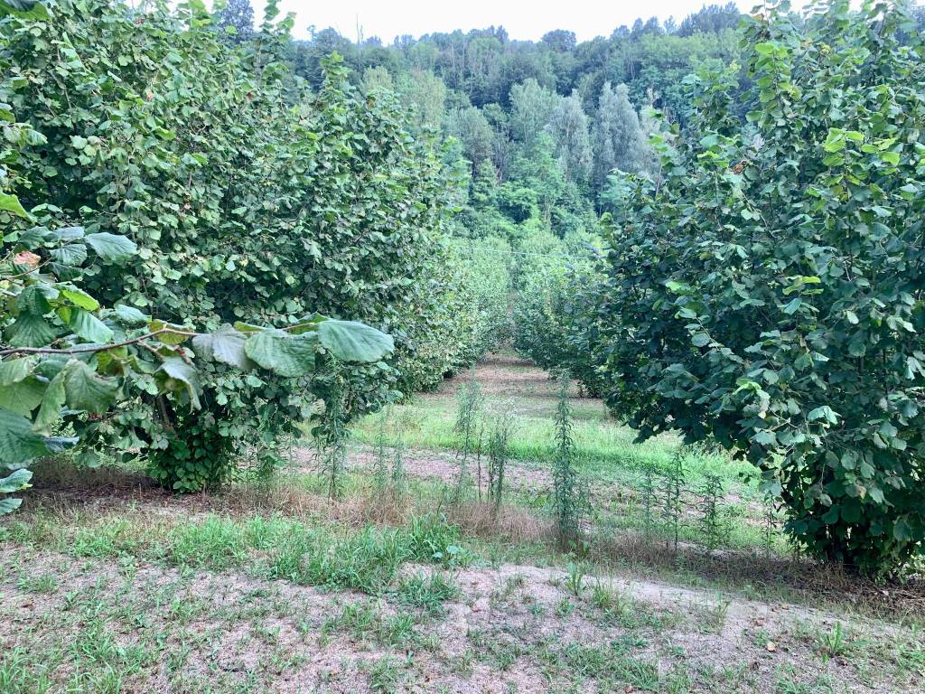 Terreno a Dogliani in Borgata Pianezzo - Foto 5