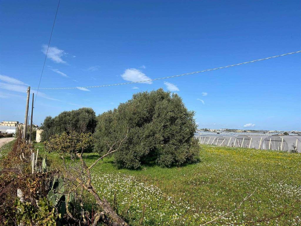 Terreno a Pachino in C.da Maucini - Foto 5
