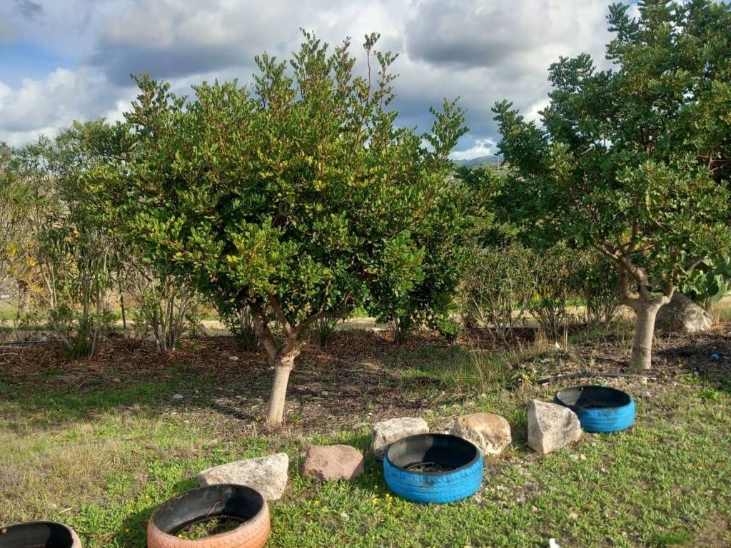 Villa a Ozieri in LOCALITA' BADDE E PIRA - Foto 5