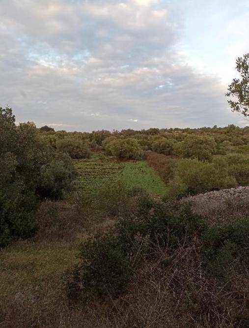 Terreno a Ostuni in SP14 - Foto 2