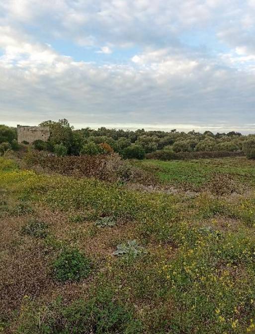 Terreno a Ostuni in SP14 - Foto 3