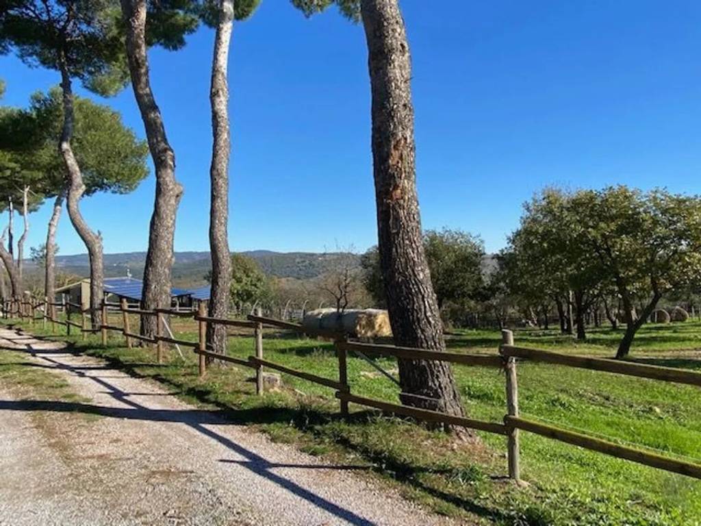Villa a Magliano in toscana in Zona Bestiale Montiano, 3 - Foto 2