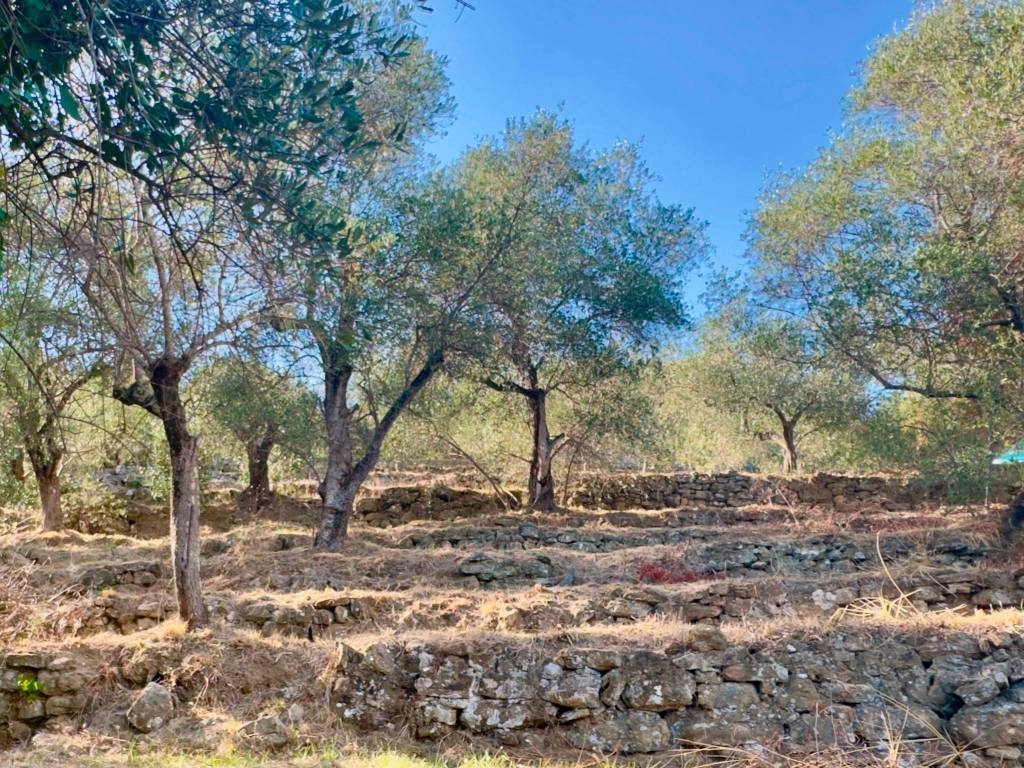 Terreno a Dolceacqua in Via Monsignor Bartolomeo Tornatore - Foto 2