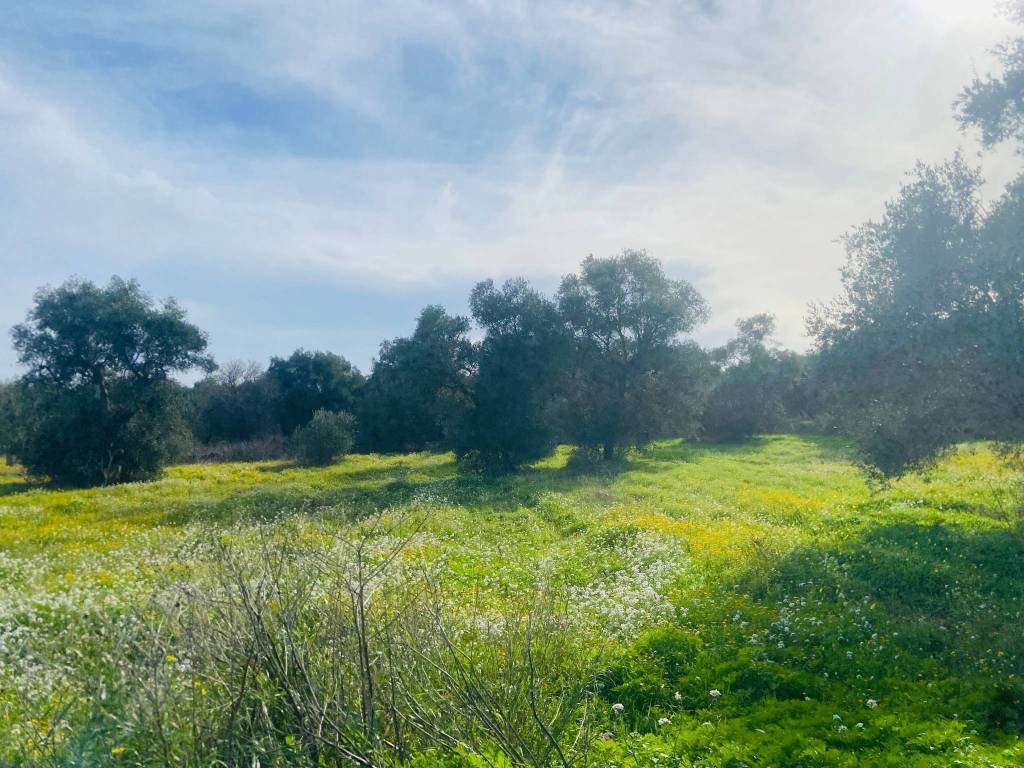 Terreno a Triggiano in Via delle Lame - Foto 3