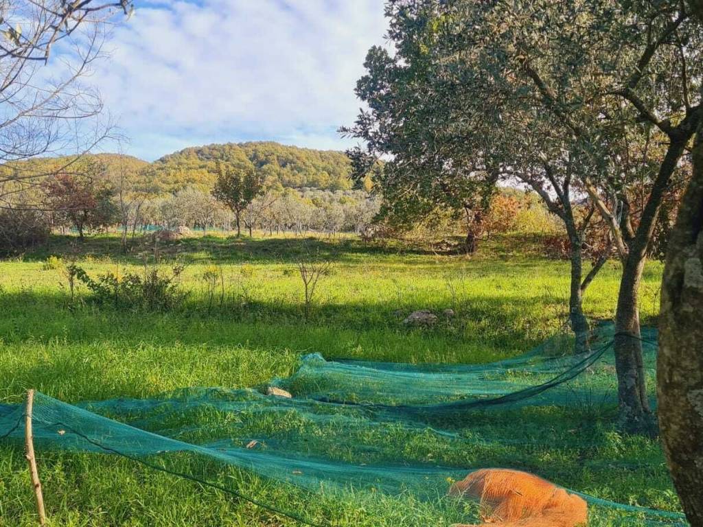 Terreno a Montecorvino rovella in Contrada Pezze - Foto 3