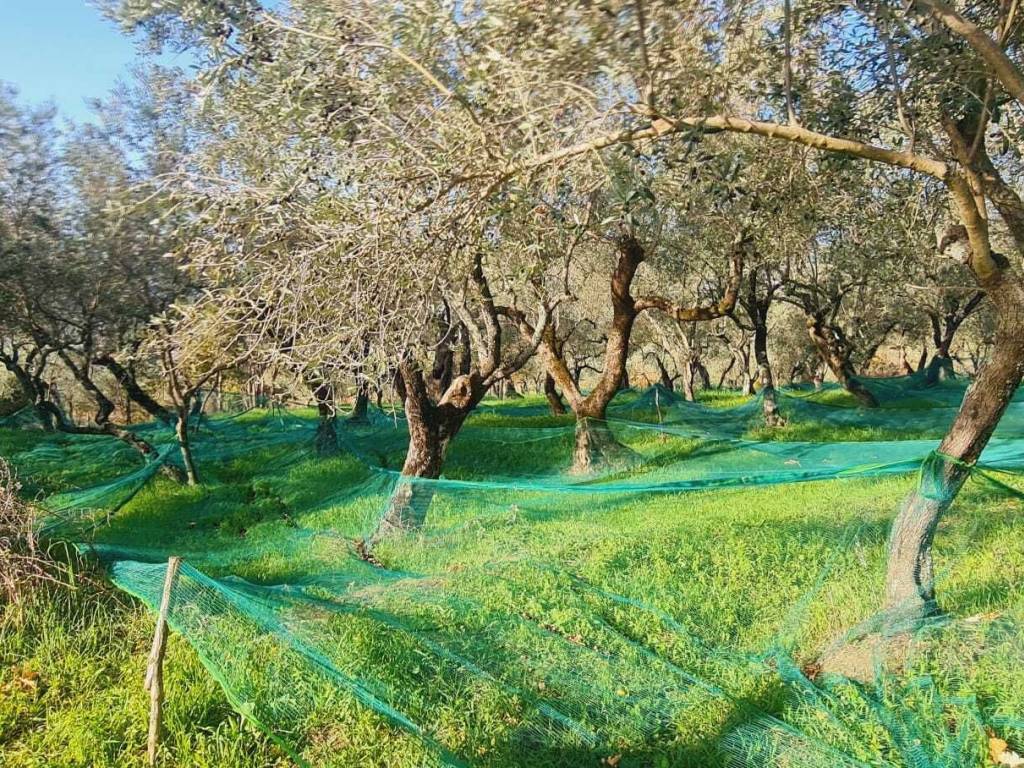 Terreno a Montecorvino rovella in Contrada Pezze - Foto 5