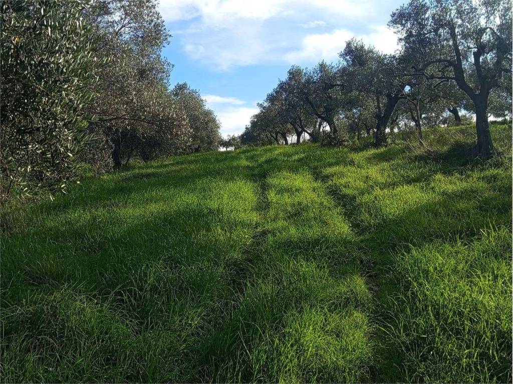 Terreno a Livorno in via del limoncino - Foto 3