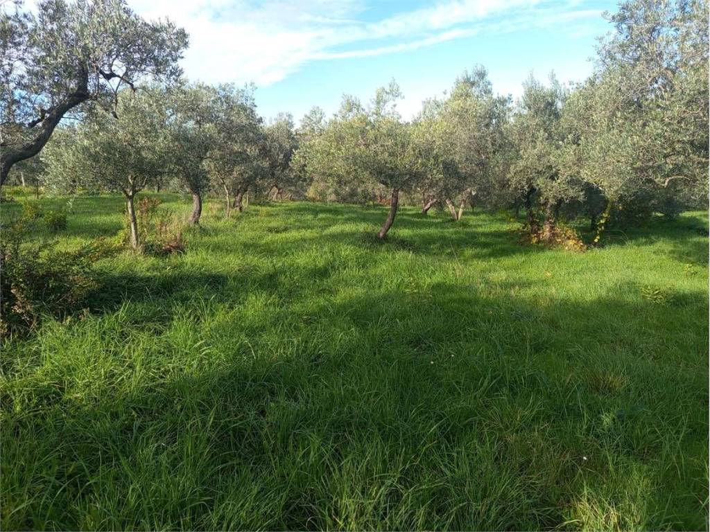 Terreno a Livorno in via del limoncino - Foto 4