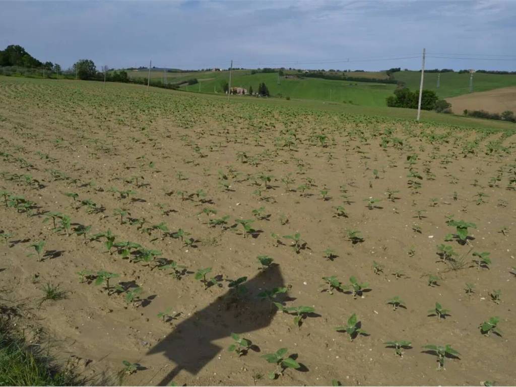 Terreno a Cartoceto in Via San Vincenzo No Number - Foto 5