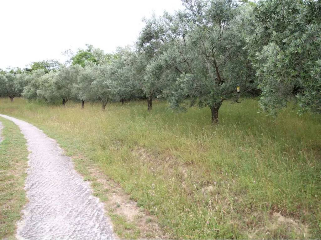 Terreno a Montelabbate in Via Roma No Number - Foto 3