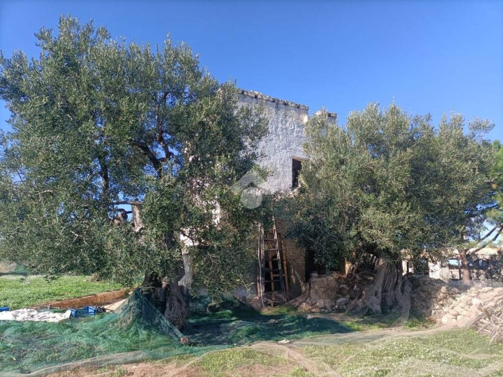 Terreno a Mola di bari in CONTRADA SAN GIOVANNI - Foto 3