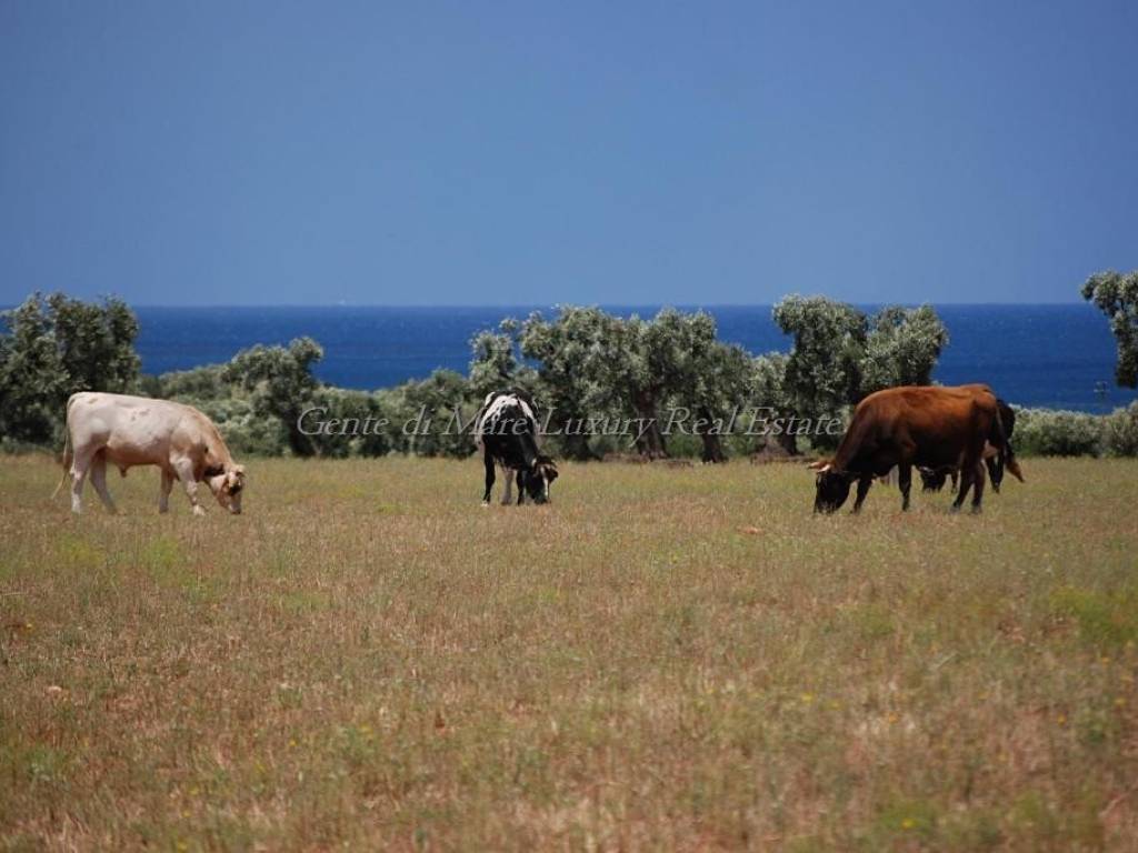 Rustico / casale a Ostuni in Contrada Tamburroni - Foto 2
