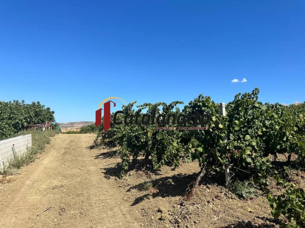 Terreno a Santa ninfa in Strada Provinciale di Castelvetrano - Foto 2