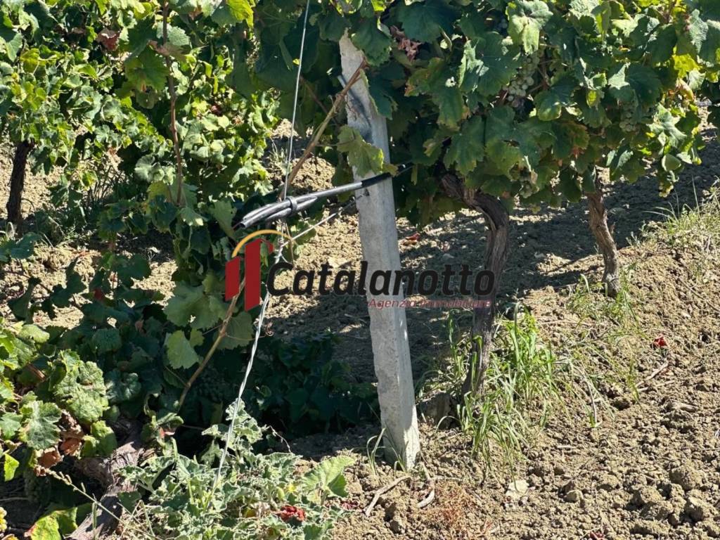 Terreno a Santa ninfa in Strada Provinciale di Castelvetrano - Foto 4
