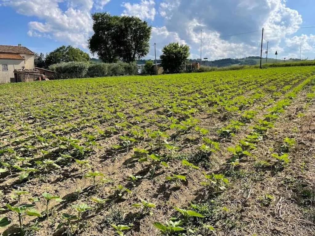 Terreno a San paolo di jesi - Foto 2