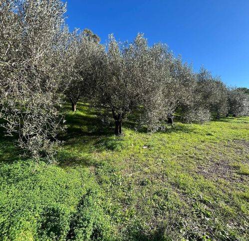 Terreno a Civitavecchia in Strada Della Ficoncella - Foto 2