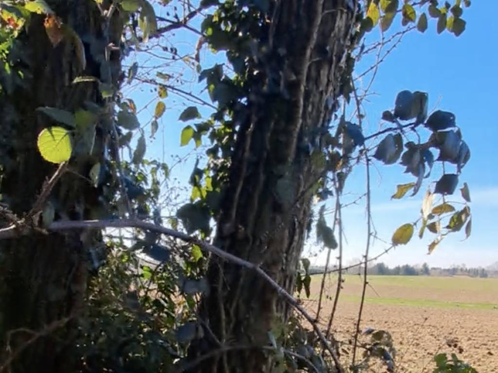 Terreno a Cairate - Foto 3