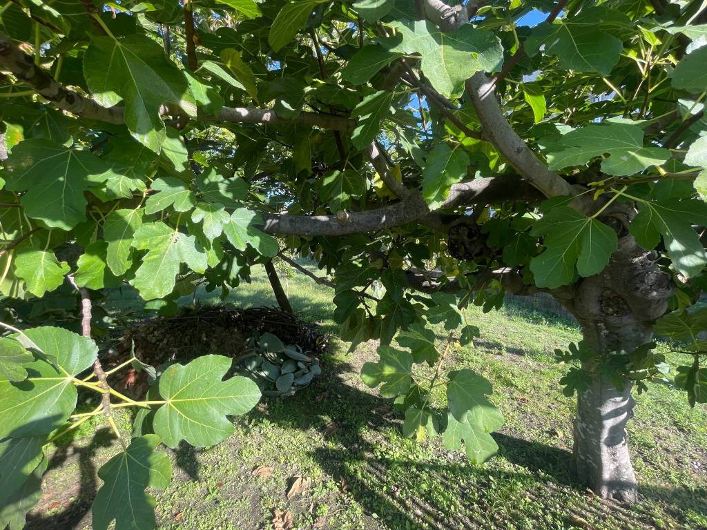 Terreno a Lamezia terme in Via Roberta Lanzino, 136 - Foto 4