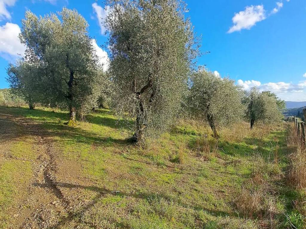Terreno a Pistoia in Saturnana No Number - Foto 3