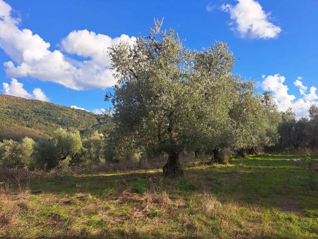 Terreno a Pistoia in Saturnana No Number - Foto 4