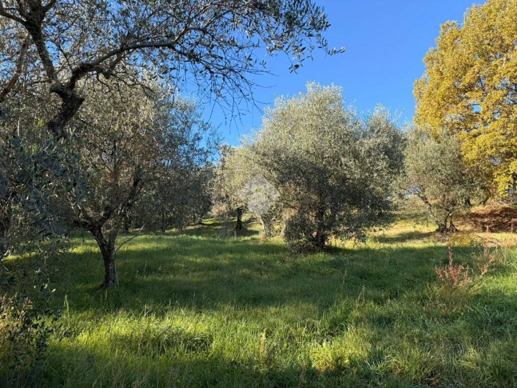 Terreno a Soriano nel cimino in Via Madonna di Loreto - Foto 3
