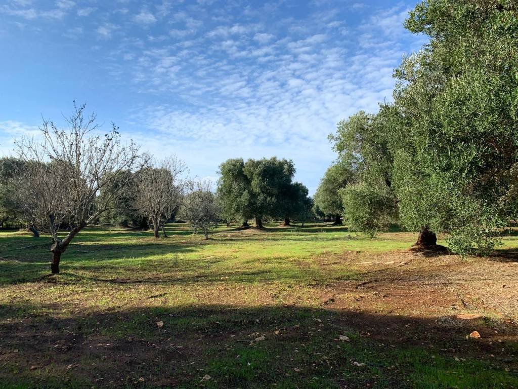 Terreno a Carovigno in SP37 - Foto 3