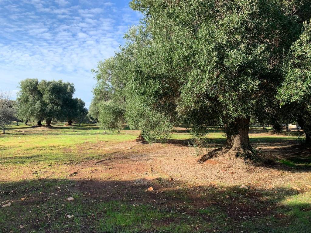 Terreno a Carovigno in SP37 - Foto 4