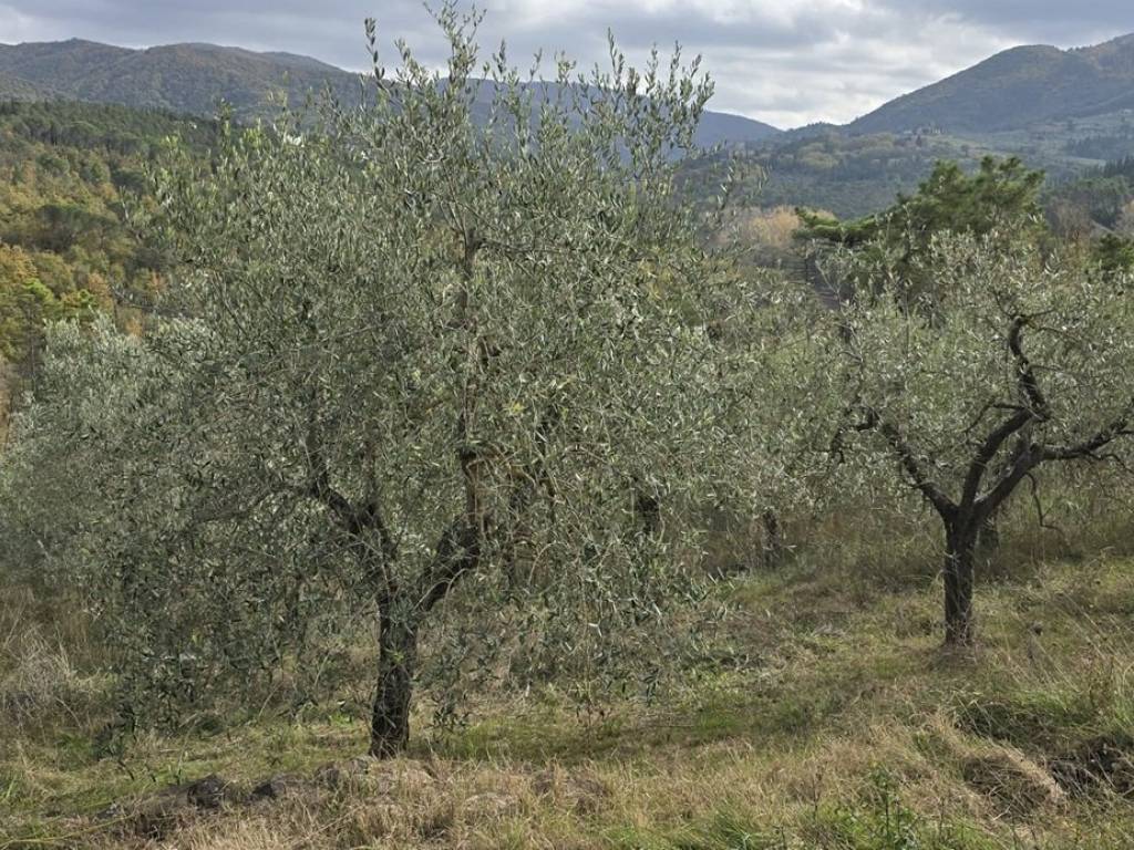 Terreno a Greve in chianti in SP119 - Foto 2