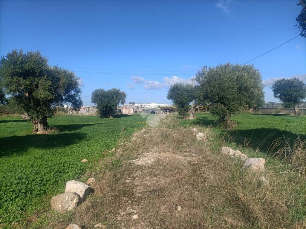 Terreno a Mola di bari in Strada vicinale macinelle - Foto 4