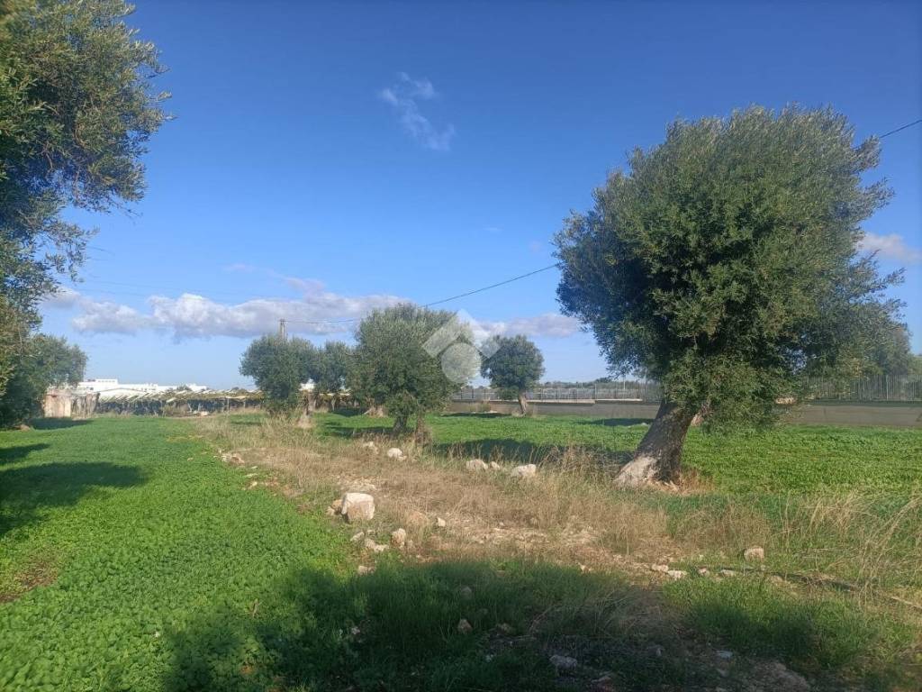 Terreno a Mola di bari in Strada vicinale macinelle - Foto 5