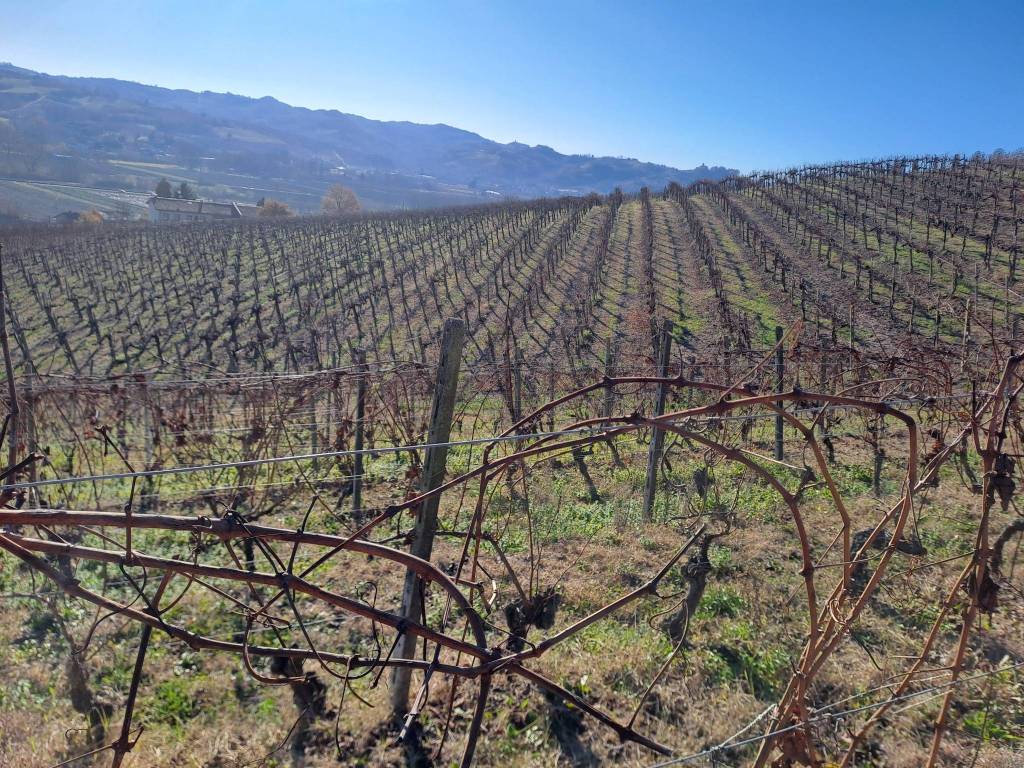 Terreno a Nizza monferrato in Strada Vecchia di Calamandrana - Foto 5