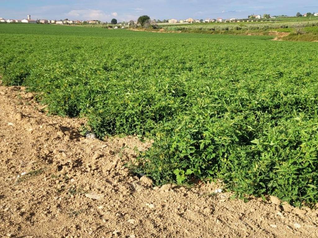 Terreno a Campomarino in Via San Benedetto, 1 - Foto 3
