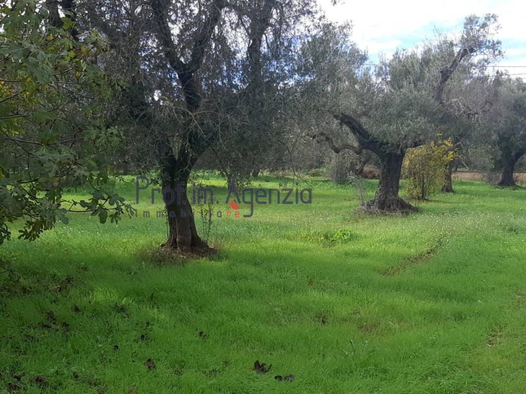 Terreno a San michele salentino - Foto 2